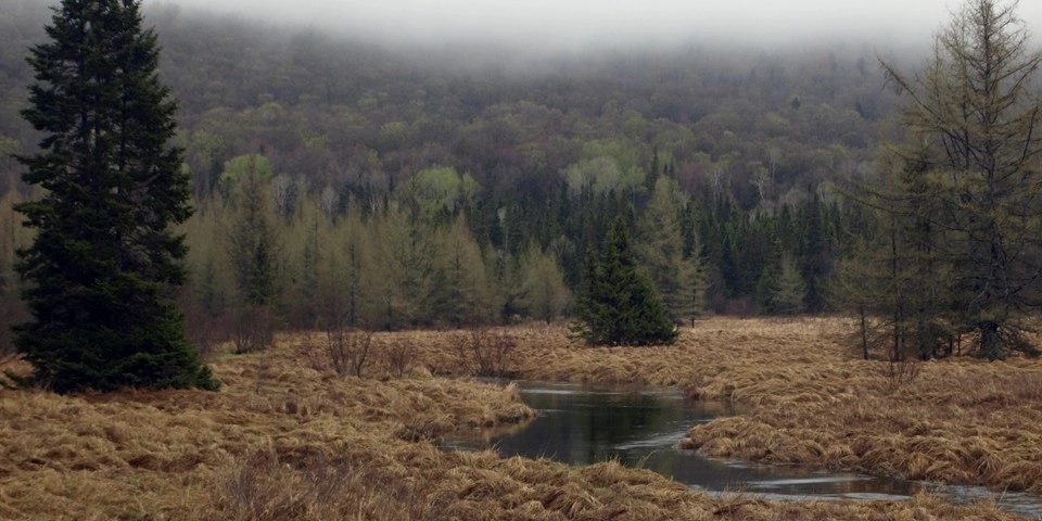 Abundant water sources and vegetation the way birds like.