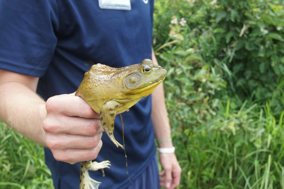 Bullfrog Moody Pond