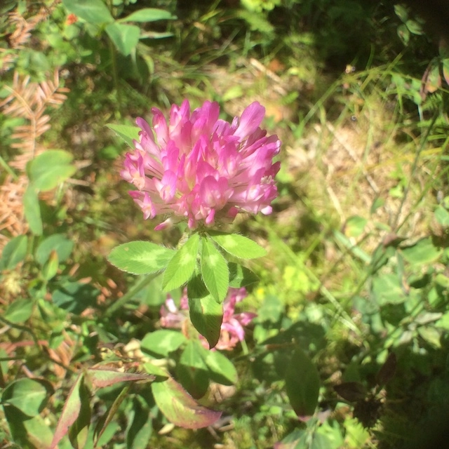 A ubiquitous flower favorite; red clover (Trifolium pratense); which tastes like green beans. Go ahead! It's non-poisonous.
