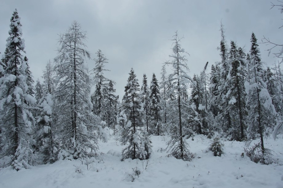 Bloomingdale bog snow