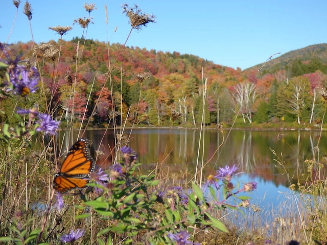 There's color at different stages all over our scenic drives.