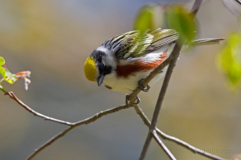 chestnut-sided warbler Larry