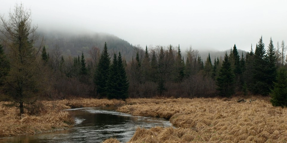 A meadow with moving water