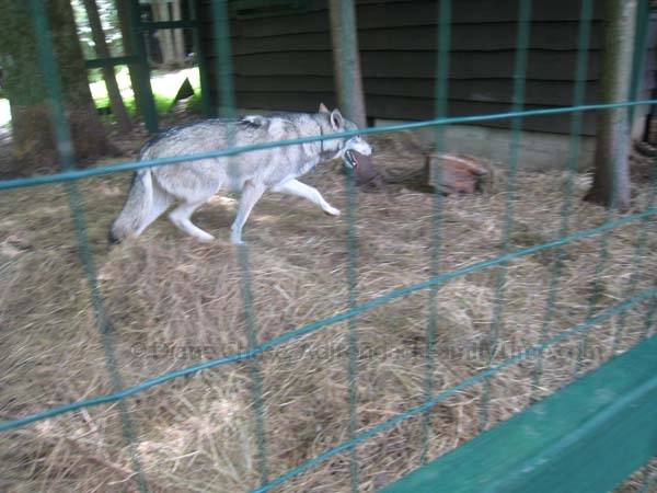 Refuge Center wolf