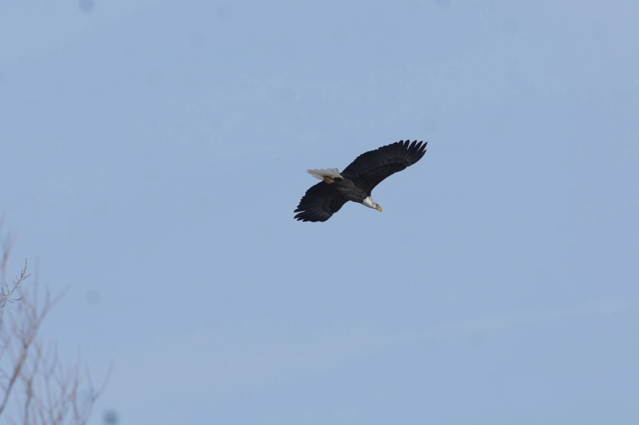 bald eagle