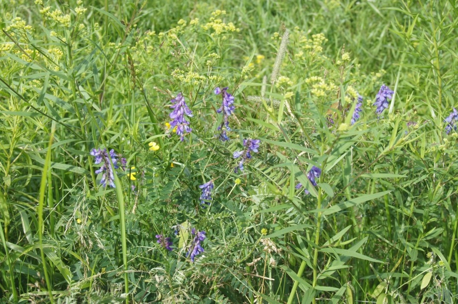 Cow Vetch