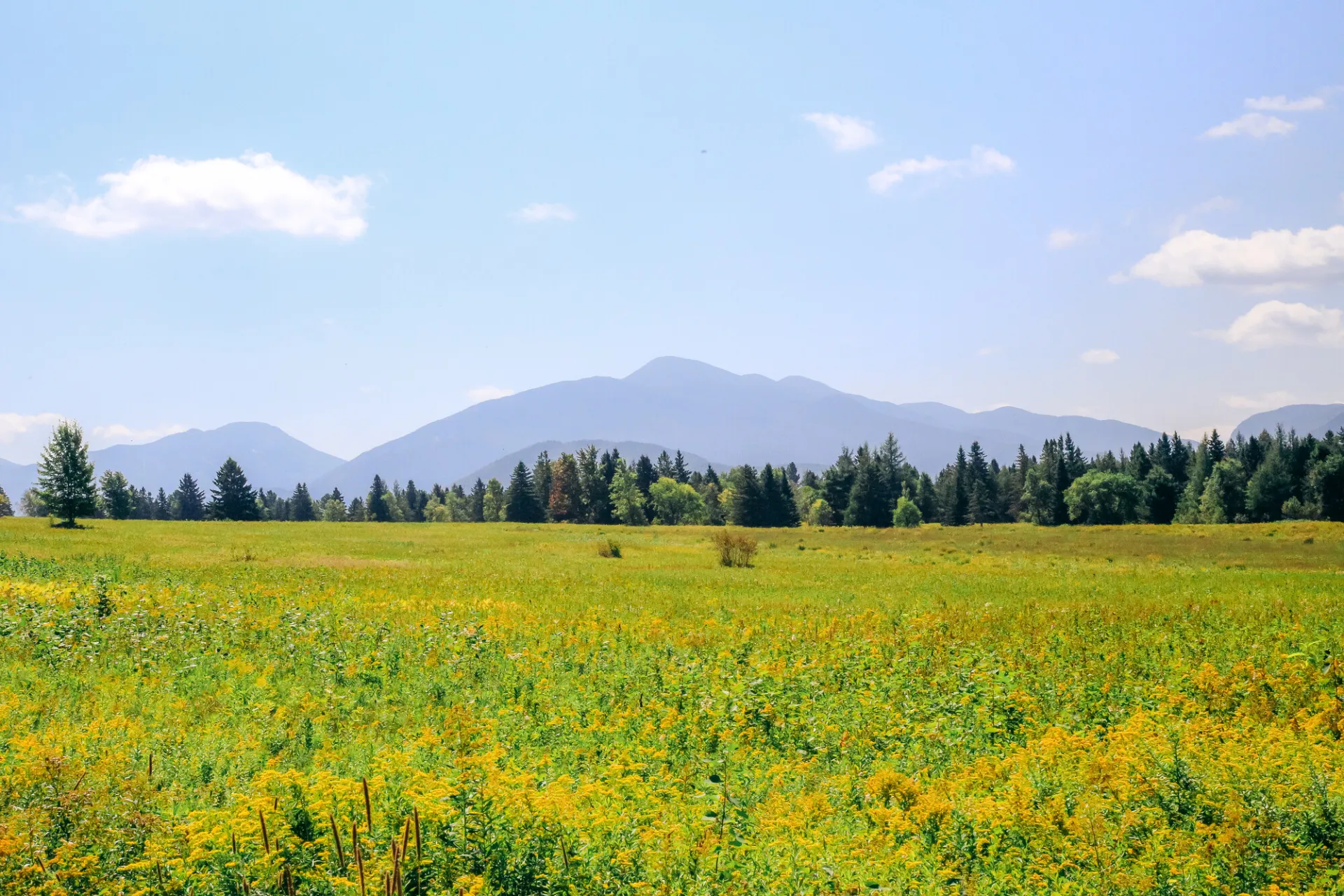 View over High Meadow Preserve with tall grasses and wildflowers in foreground and mountains in background