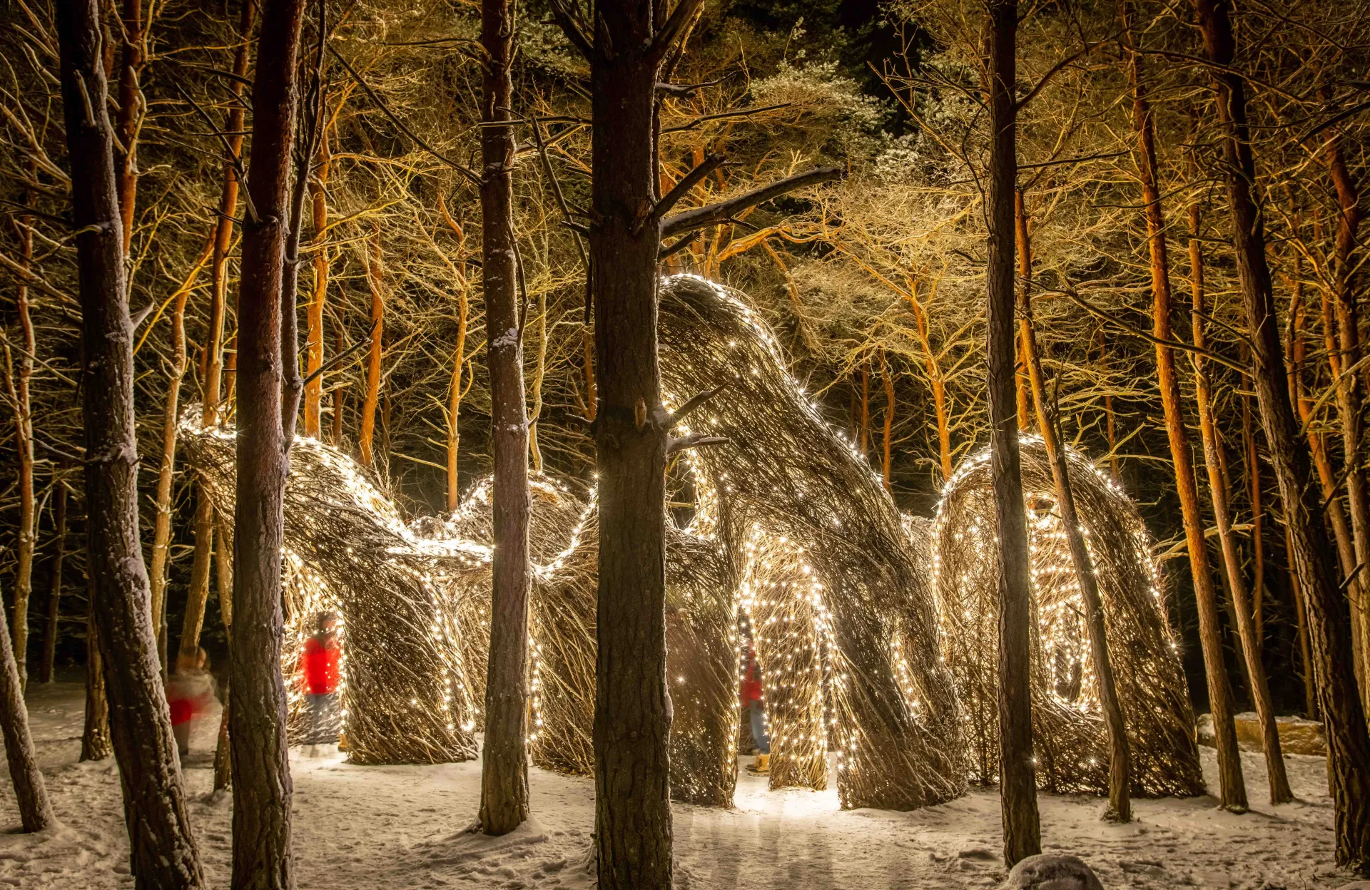 Wild Lights