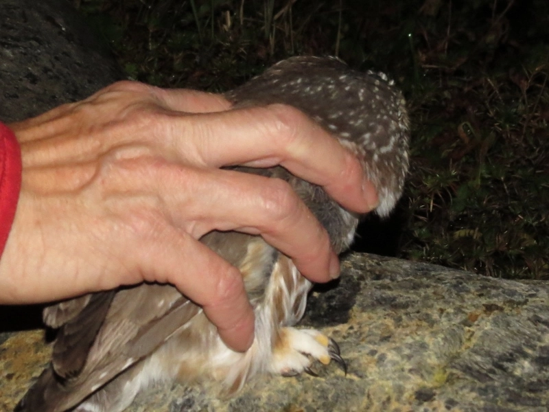 Northern Saw-whet Owl release
