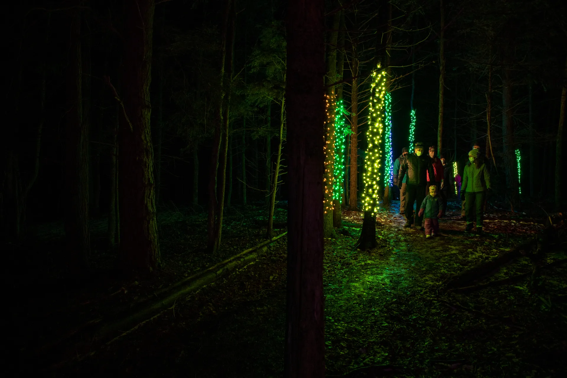 Wild Lights 