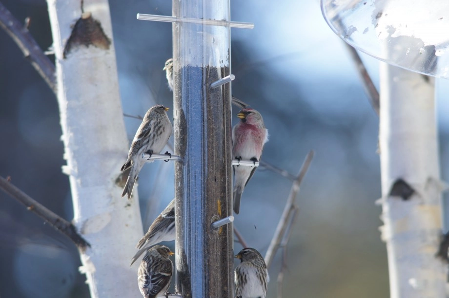 common redpolls - the farm