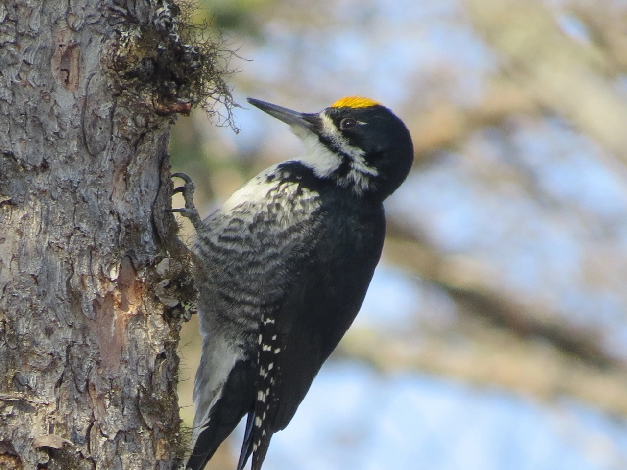 Male Black-backed Woodpecker by Joan Collins