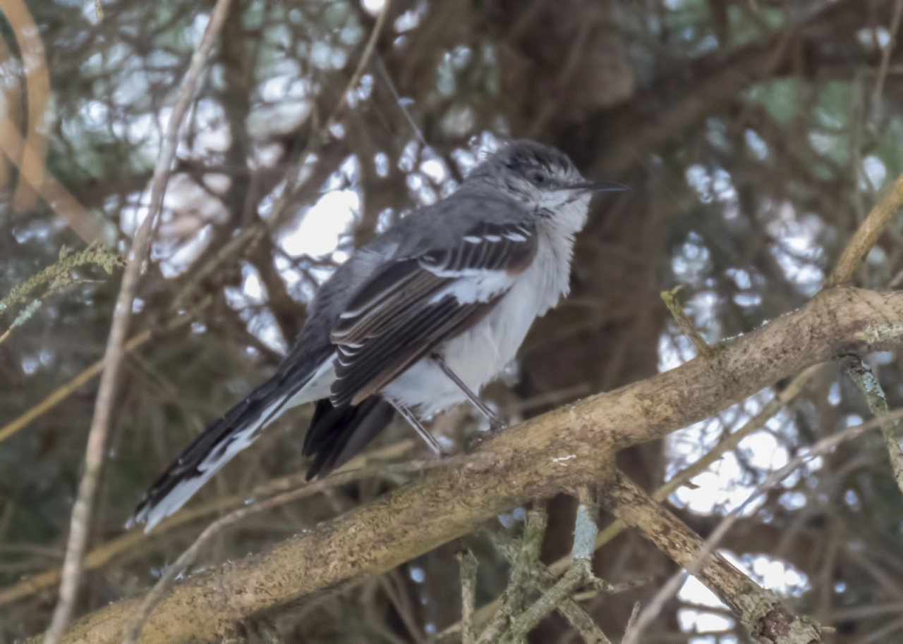 Northern Mockingbird by Larry Master
