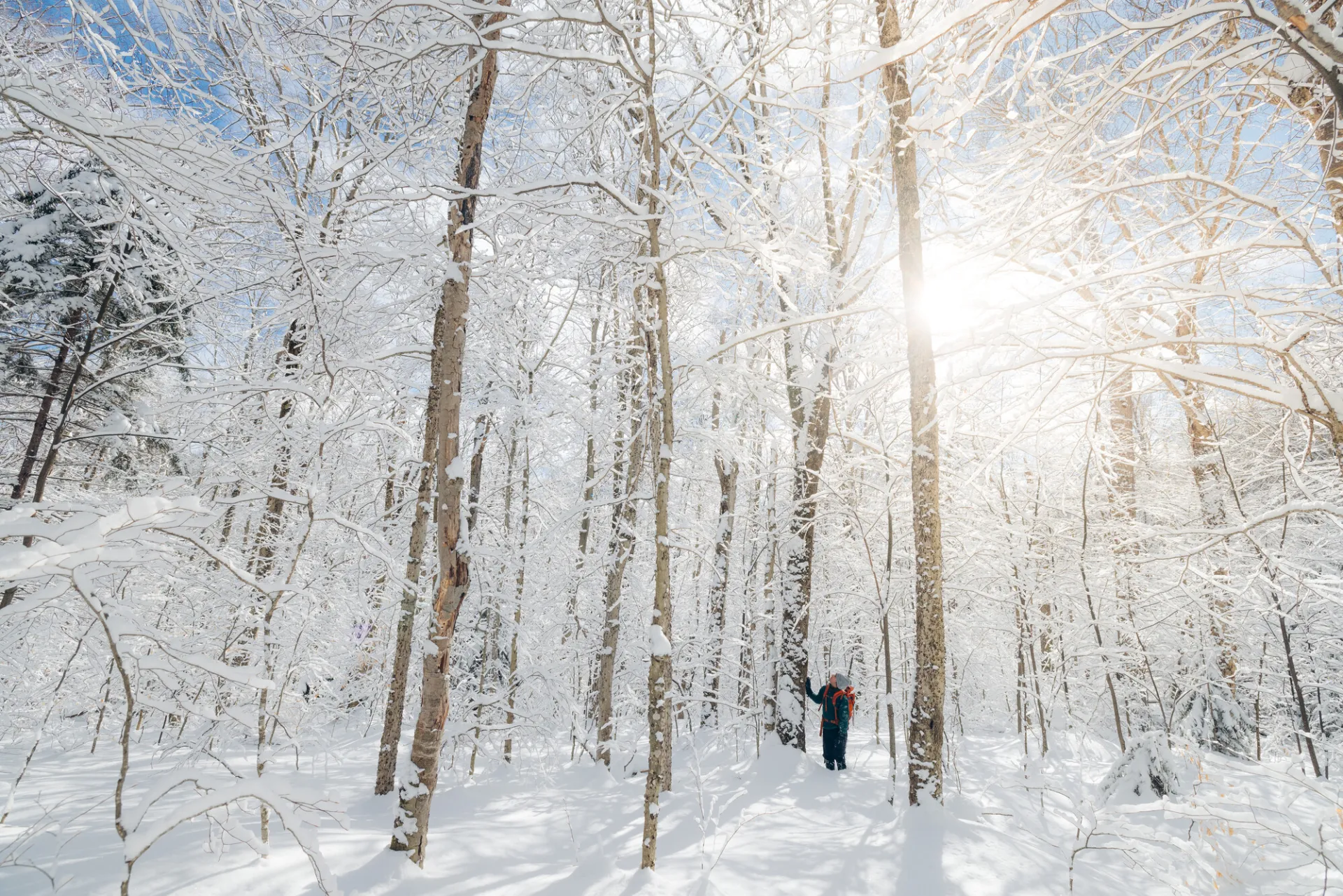A snowy winter forest.