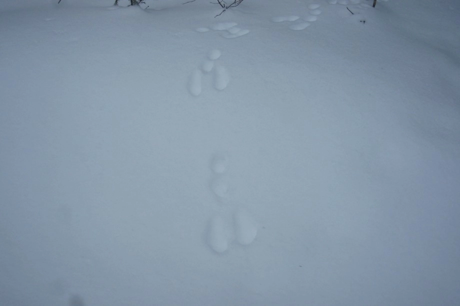 snowshoe hare tracks