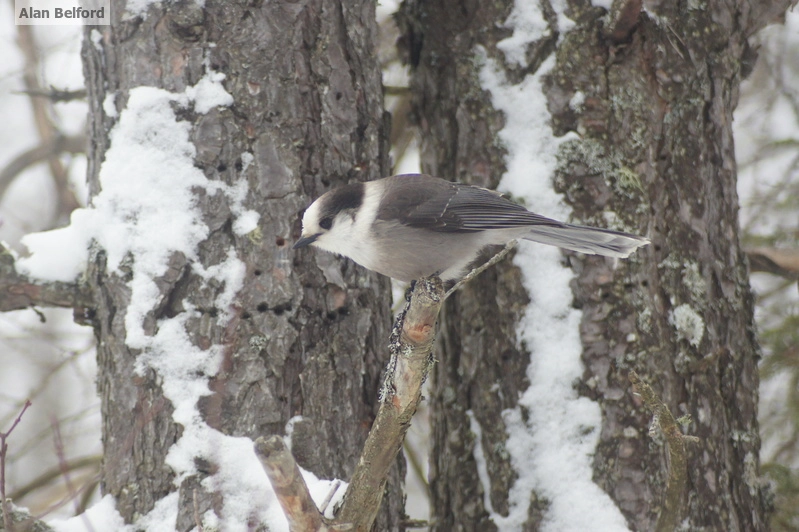 Gray Jay - tree