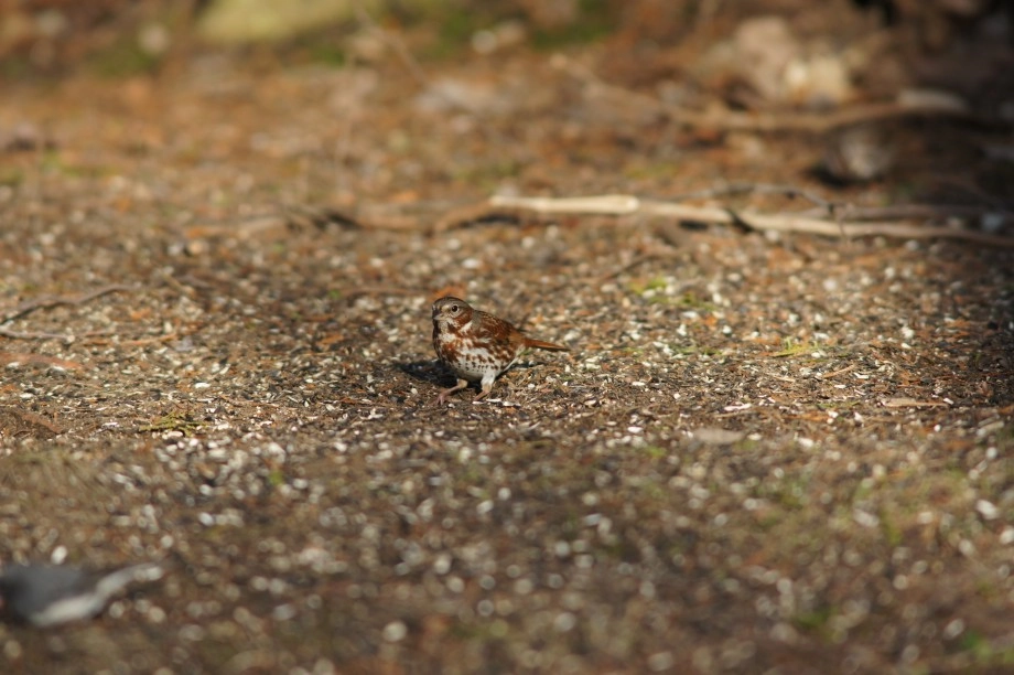 Fox Sparrow