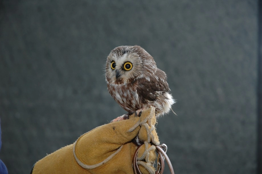A captive, injured saw-whet owl used as an education bird, shows how small saw-whets can be.  Photo courtesy of Steph Hample.