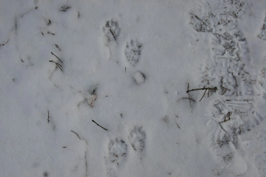 Fisher tracks - Quebec