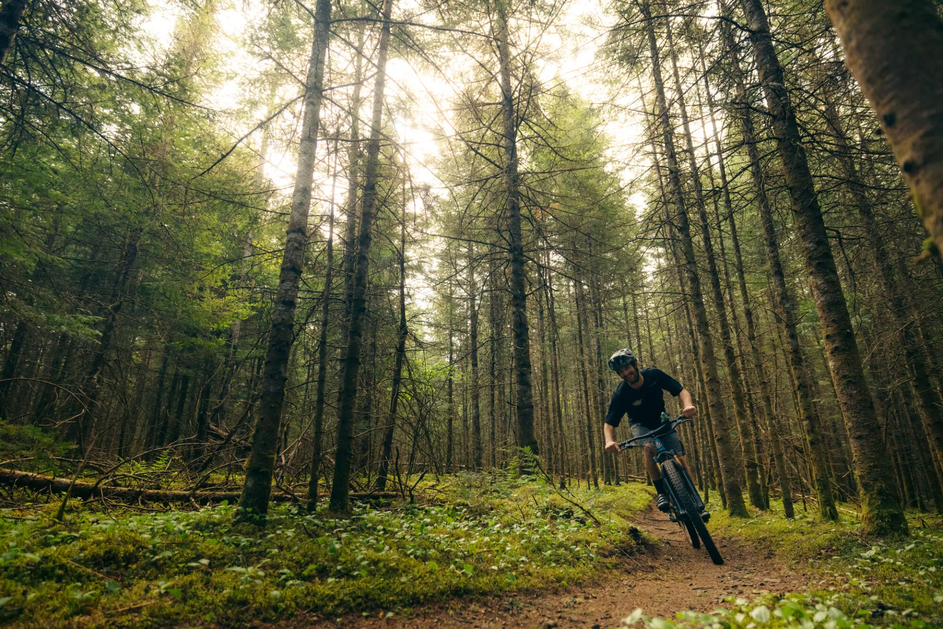A mountain biker rides through a forest of tall, thin pine trees.