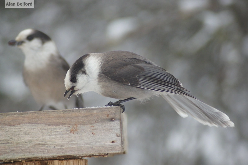Gray Jays - feeder