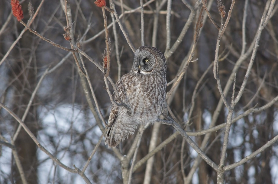 great gray owl quebec
