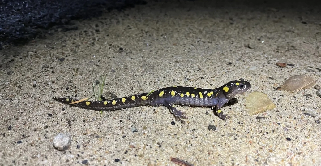 Yellow-spotted grey salamander on sand
