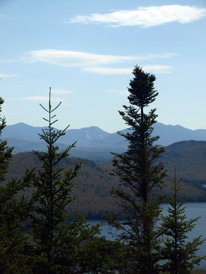 A view of mountains through spruce trees