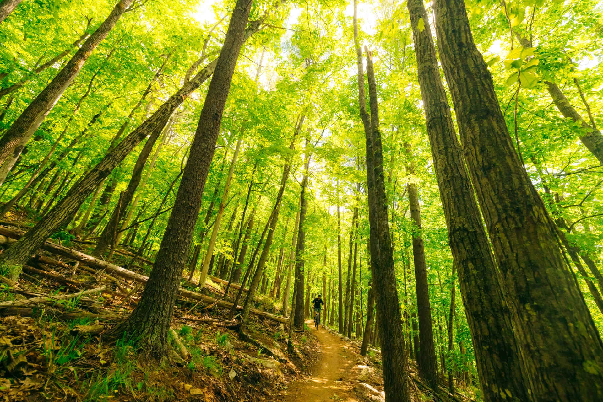 A mountain biker coming back down through tall trees
