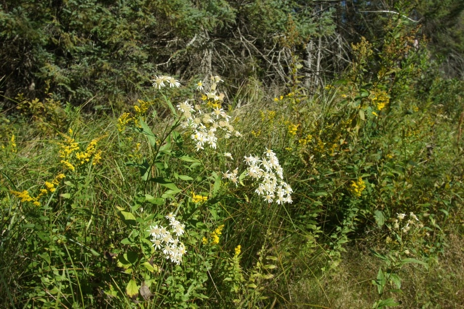 Flat-topped Aster with Goldenrod