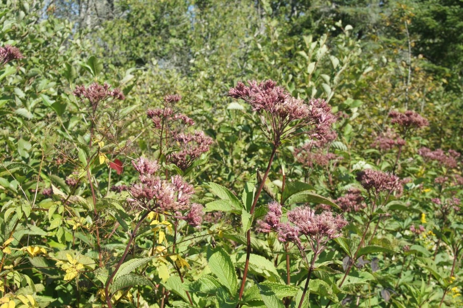 Spotted Joe-Pye Weed