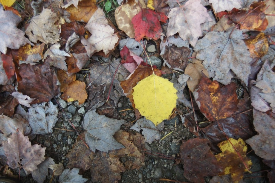 Big-toothed aspen leaf