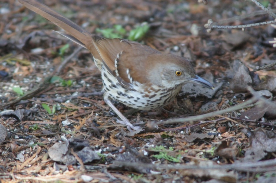 Brown Thrasher - Lake Placid, NY