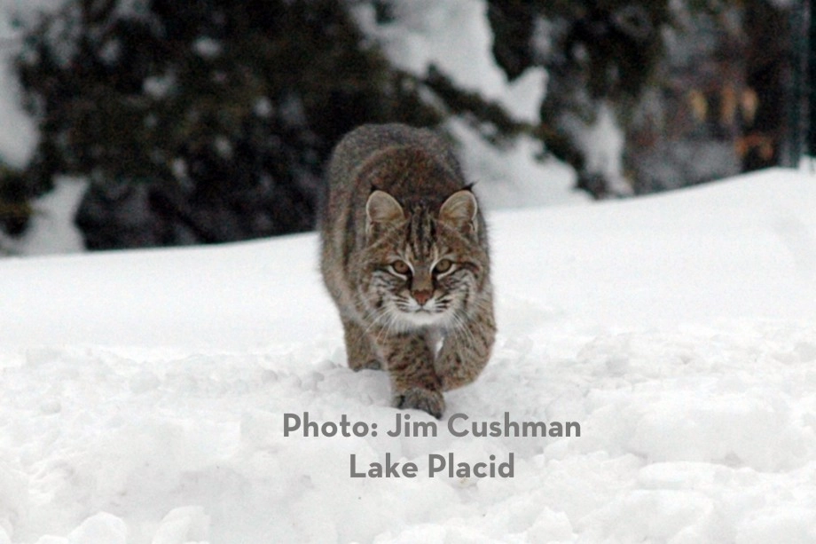 Bobcat