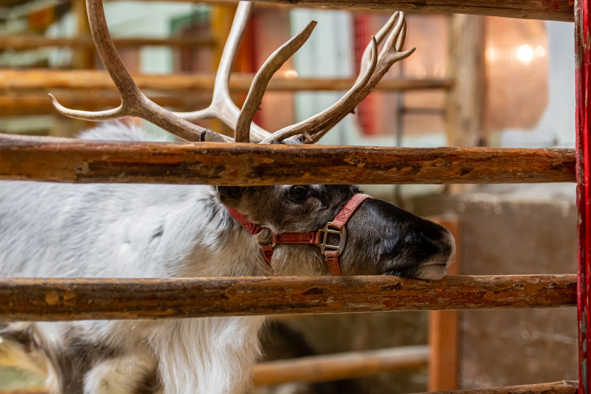 Reindeer