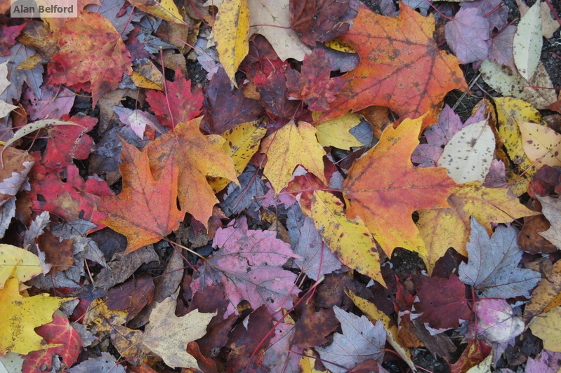 leaves on ground