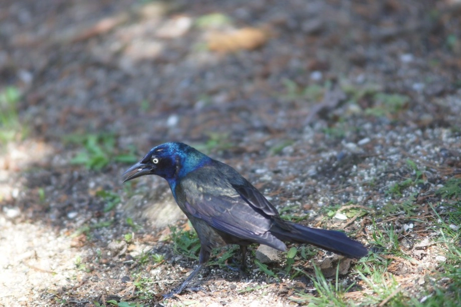 grackle home