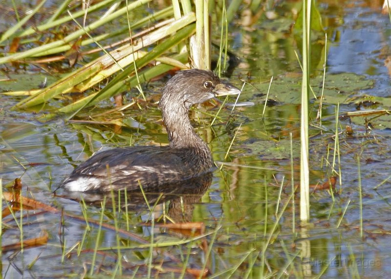 Pied-billed grebe Larry