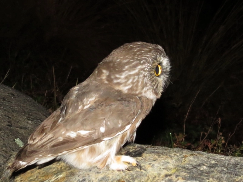 Northern Saw-whet Owl taking off!