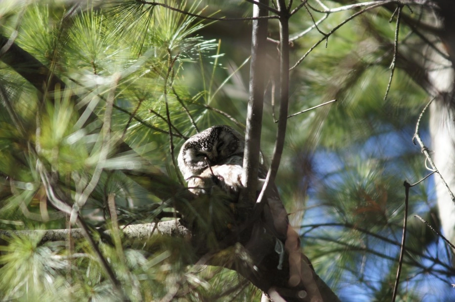 boreal owl Quebec