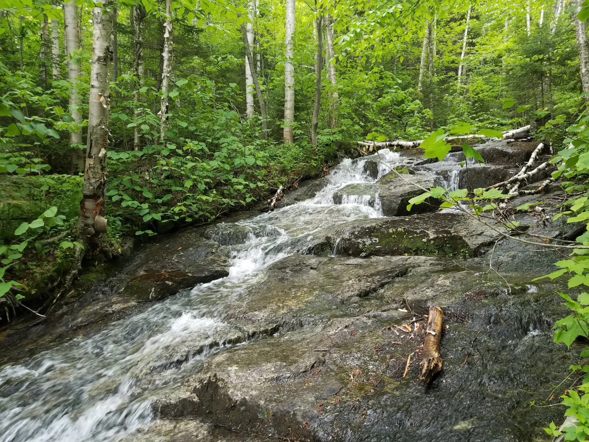 A cascading flow of water over rocks