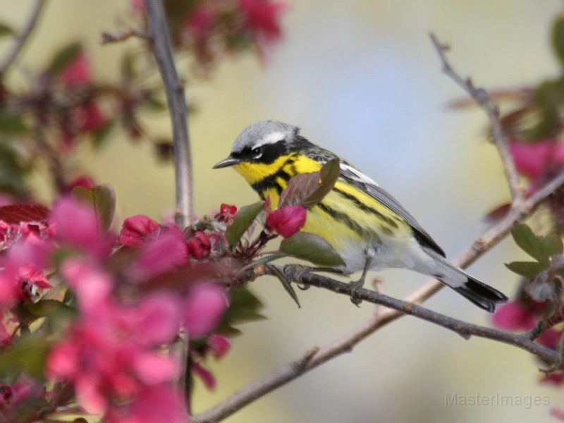 Magnolia Warblers are common at Intervale. Photo courtesy of www.masterimages.org.