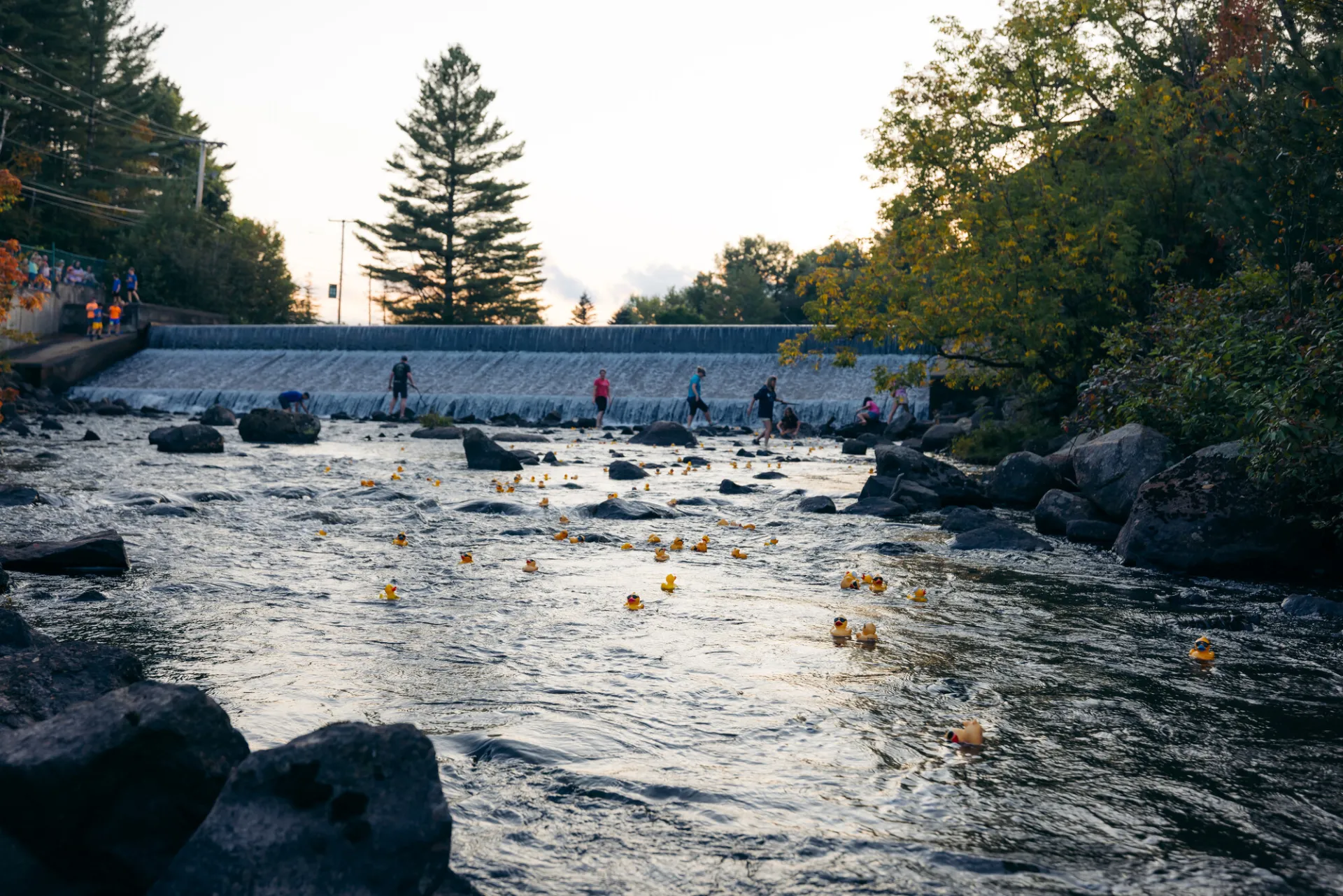Yellow rubber ducks float downstream from a manmade dam 