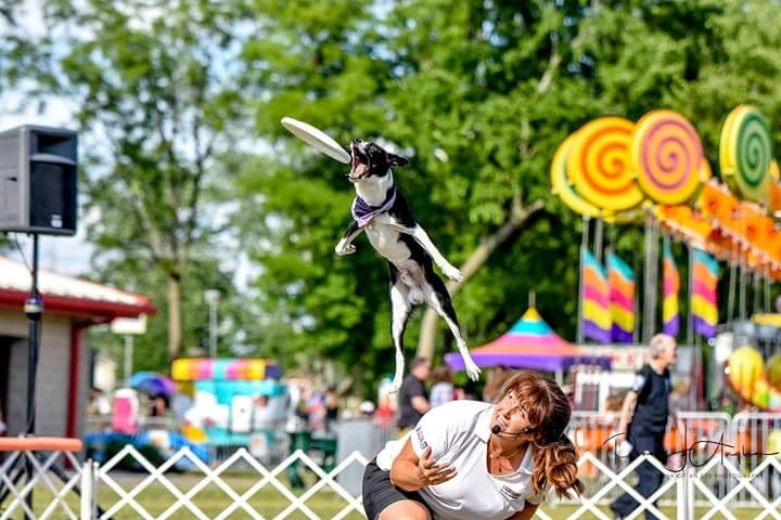A dog jumps through the air to catch a frisbee in a fairground