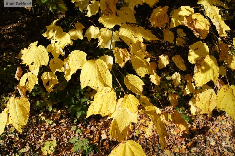 striped maple
