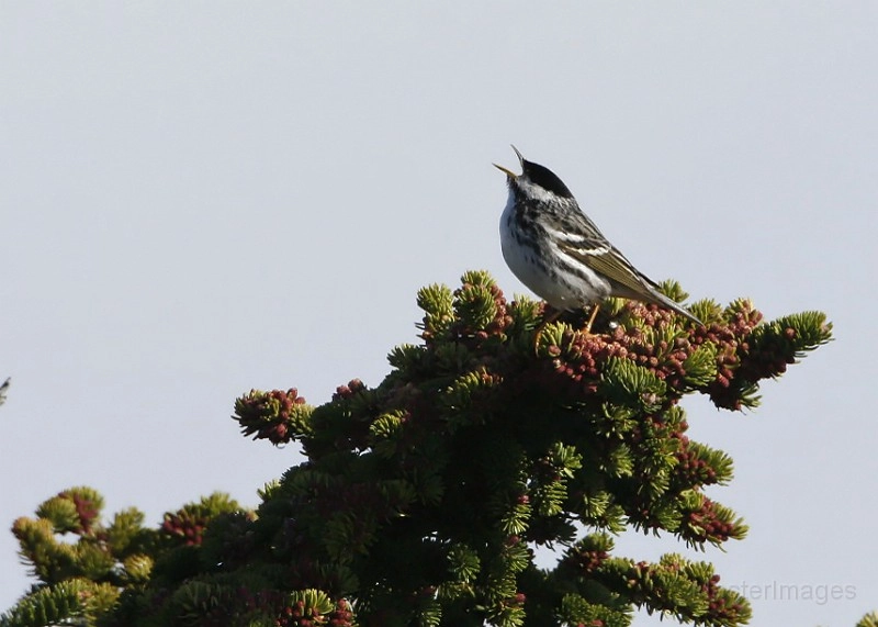 Blackpoll Warbler - Larry
