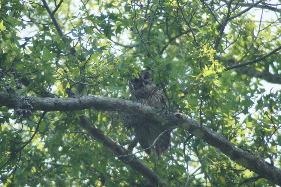 Barred owl - Ocala NF