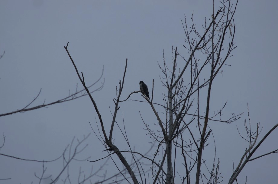 peregrine falcon plattsburgh