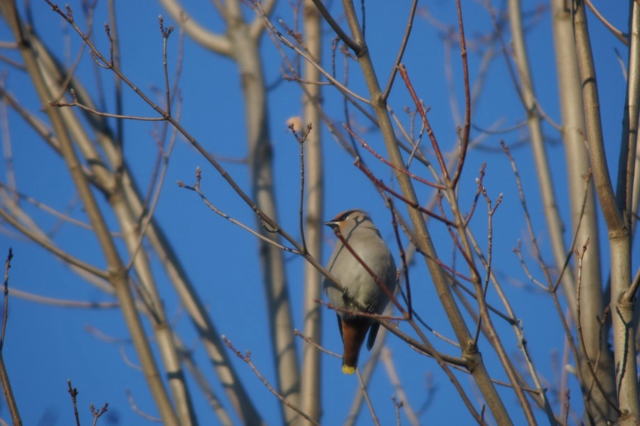 Bohemian Waxwing