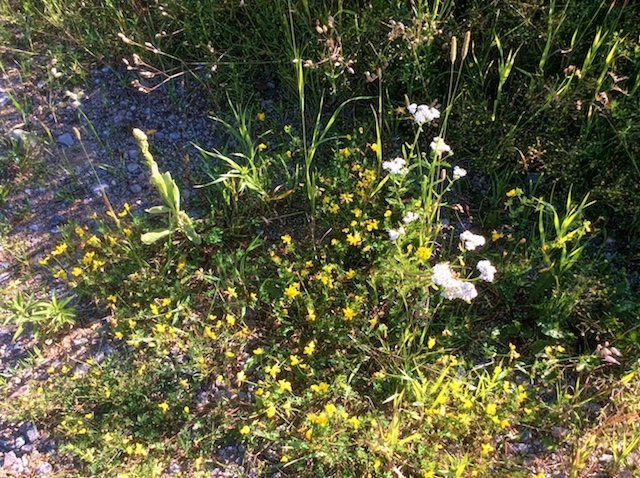 Just in the parking lot we have patches of many different flowers; some spent and some not yet blooming.